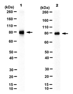 MilliporeSigma Mouse anti-Calpain I/II, large subunit, Clone: 1D10A7, 50&mu;L:Antibodies,